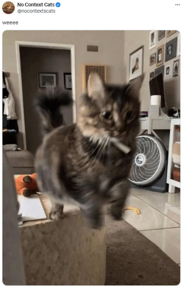 cat memes, cat tweets, funny cat memes, hilarious cat memes, cat humor, funny animal memes, pet humor, funny pet memes, animal jokes, animal fails, pet memes