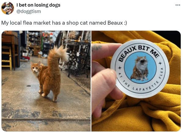 cat memes, cat tweets, funny cat memes, hilarious cat memes, cat humor, funny animal memes, pet humor, funny pet memes, animal jokes, animal fails, pet memes