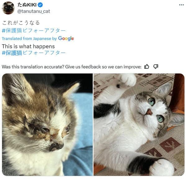 cat memes, cat tweets, funny cat memes, hilarious cat memes, cat humor, funny animal memes, pet humor, funny pet memes, animal jokes, animal fails, pet memes