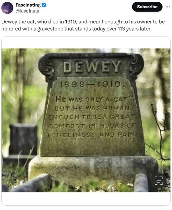 cat memes, cat tweets, funny cat memes, hilarious cat memes, cat humor, funny animal memes, pet humor, funny pet memes, animal jokes, animal fails, pet memes