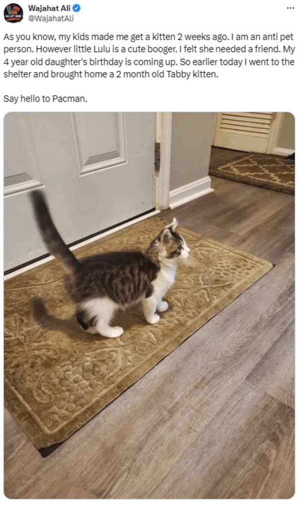 cat memes, cat tweets, funny cat memes, hilarious cat memes, cat humor, funny animal memes, pet humor, funny pet memes, animal jokes, animal fails, pet memes