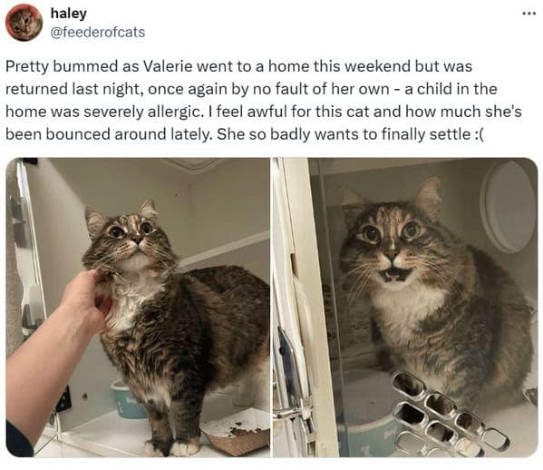 cat memes, cat tweets, funny cat memes, hilarious cat memes, cat humor, funny animal memes, pet humor, funny pet memes, animal jokes, animal fails, pet memes