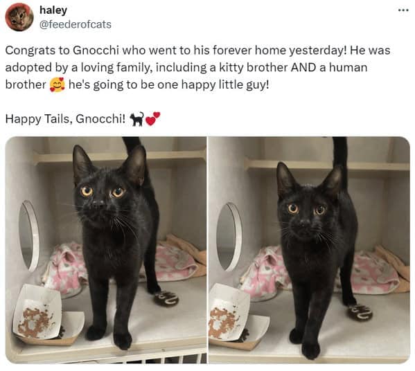 cat memes, cat tweets, funny cat memes, hilarious cat memes, cat humor, funny animal memes, pet humor, funny pet memes, animal jokes, animal fails, pet memes