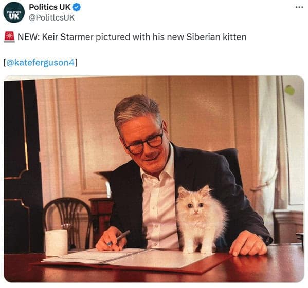 cat memes, cat tweets, funny cat memes, hilarious cat memes, cat humor, funny animal memes, pet humor, funny pet memes, animal jokes, animal fails, pet memes