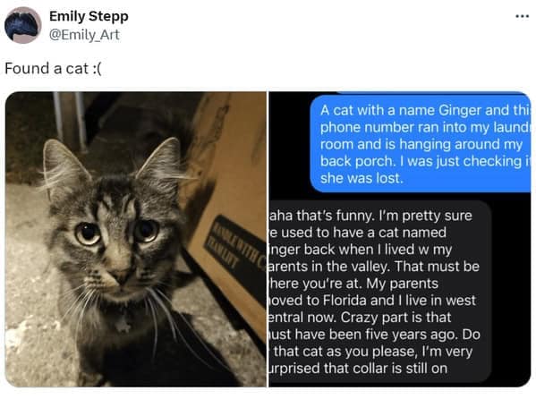 cat memes, cat tweets, funny cat memes, hilarious cat memes, cat humor, funny animal memes, pet humor, funny pet memes, animal jokes, animal fails, pet memes