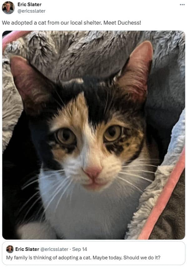 cat memes, cat tweets, funny cat memes, hilarious cat memes, cat humor, funny animal memes, pet humor, funny pet memes, animal jokes, animal fails, pet memes