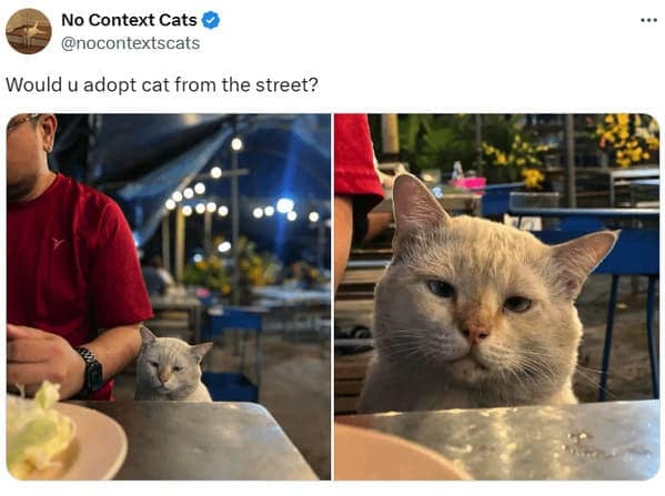 cat memes, cat tweets, funny cat memes, hilarious cat memes, cat humor, funny animal memes, pet humor, funny pet memes, animal jokes, animal fails, pet memes