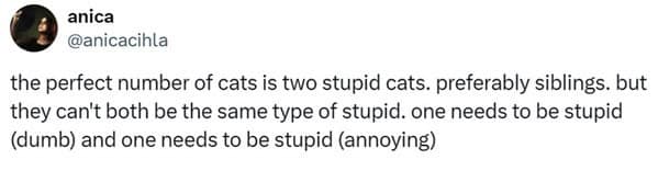 cat memes, cat tweets, funny cat memes, hilarious cat memes, cat humor, funny animal memes, pet humor, funny pet memes, animal jokes, animal fails, pet memes