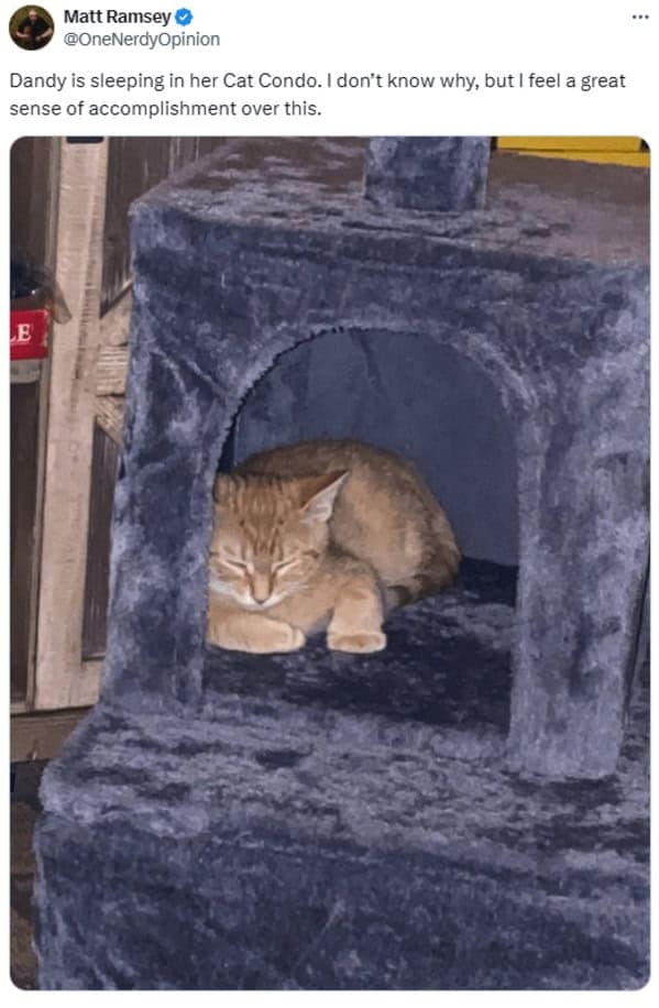 cat memes, cat tweets, funny cat memes, hilarious cat memes, cat humor, funny animal memes, pet humor, funny pet memes, animal jokes, animal fails, pet memes