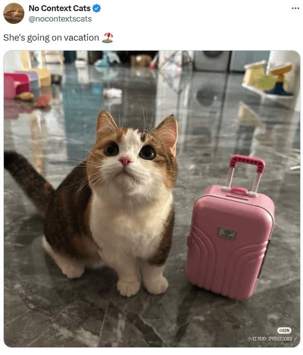 cat memes, cat tweets, funny cat memes, hilarious cat memes, cat humor, funny animal memes, pet humor, funny pet memes, animal jokes, animal fails, pet memes