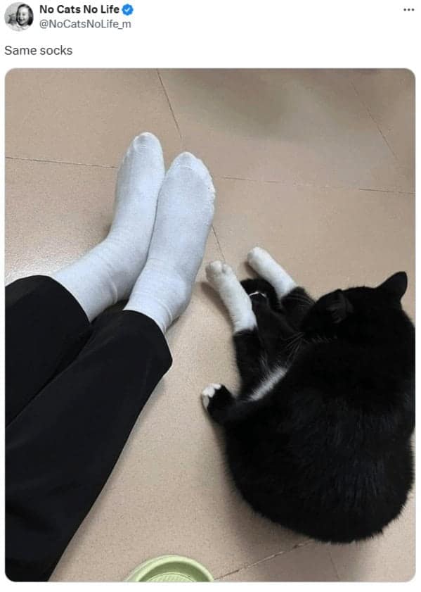 cat memes, cat tweets, funny cat memes, hilarious cat memes, cat humor, funny animal memes, pet humor, funny pet memes, animal jokes, animal fails, pet memes