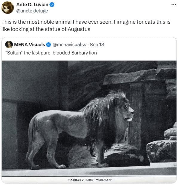 cat memes, cat tweets, funny cat memes, hilarious cat memes, cat humor, funny animal memes, pet humor, funny pet memes, animal jokes, animal fails, pet memes