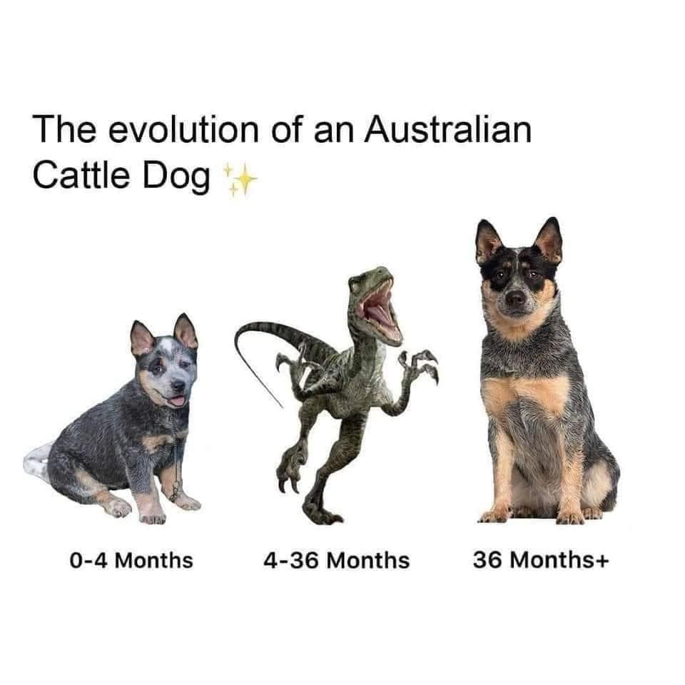 classic memes, viral tweets, vintage memes, nostalgic memes, internet history memes