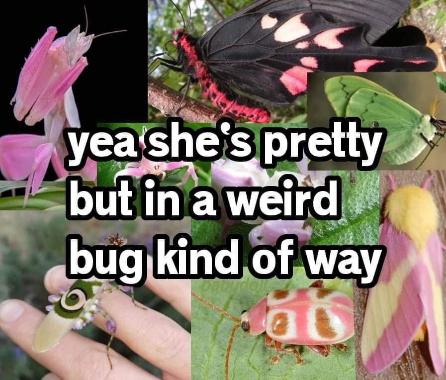 classic memes, vintage memes, viral tweets