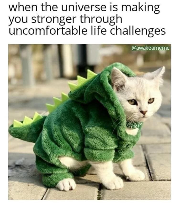 classic memes, vintage memes, viral tweets, funny memes, timeless memes, viral internet jokes, popular tweets, internet humor, trending tweets, viral internet posts, famous memes