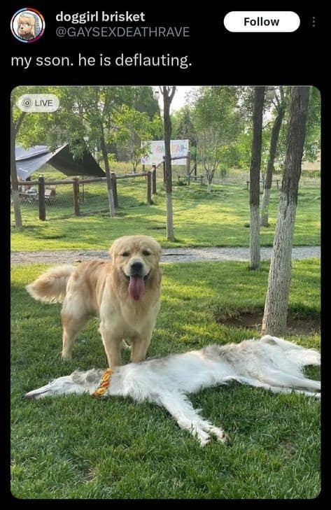 my sson. he is deflauting.