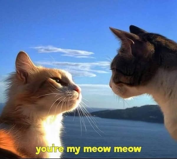 you're my meow meow