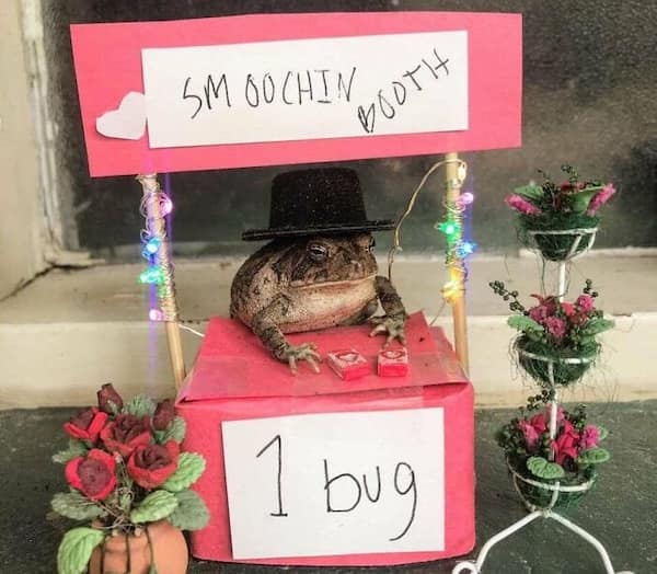 frog memes, cute frog pics, Frog photos, frog pics