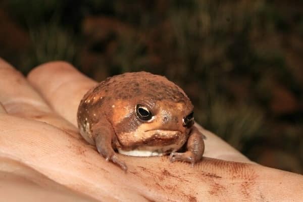 frog memes, cute frog pics, Frog photos, frog pics