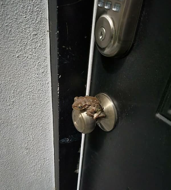 frog memes, cute frog pics, Frog photos, frog pics