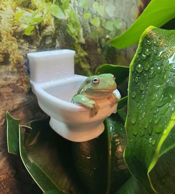 frog memes, cute frog pics, Frog photos, frog pics