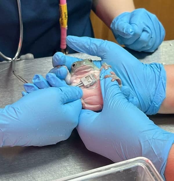 frog memes, cute frog pics, Frog photos, frog pics