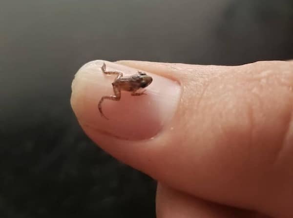 frog memes, cute frog pics, Frog photos, frog pics