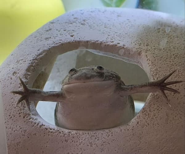 frog memes, cute frog pics, Frog photos, frog pics