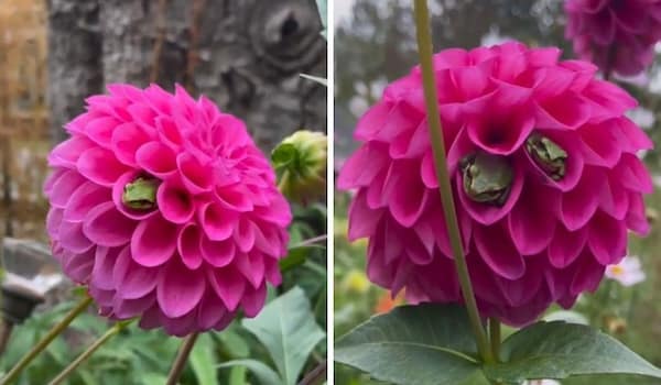 frog memes, cute frog pics, Frog photos, frog pics