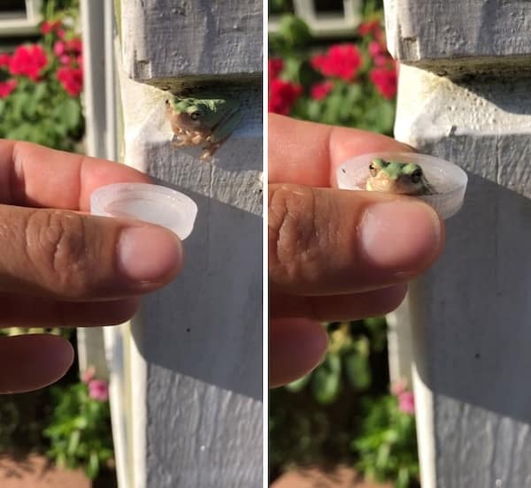 frog memes, cute frog pics, Frog photos, frog pics