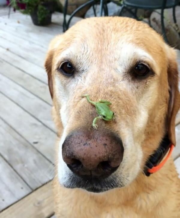 frog memes, cute frog pics, Frog photos, frog pics