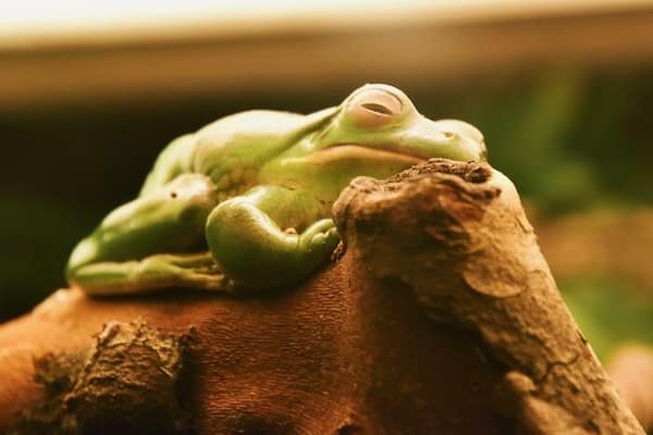frog memes, cute frog pics, Frog photos, frog pics