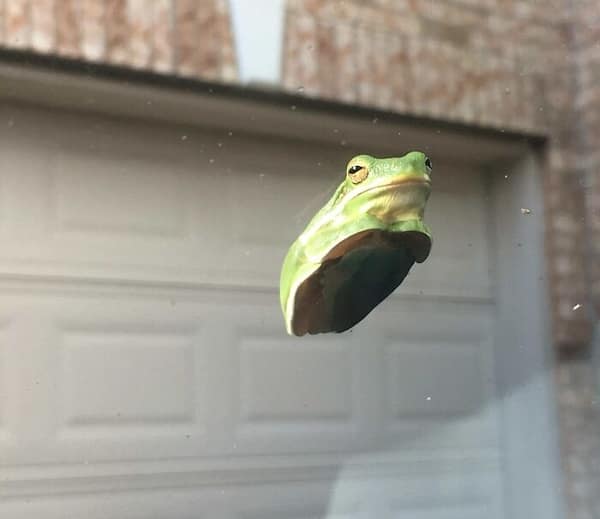 frog memes, cute frog pics, Frog photos, frog pics