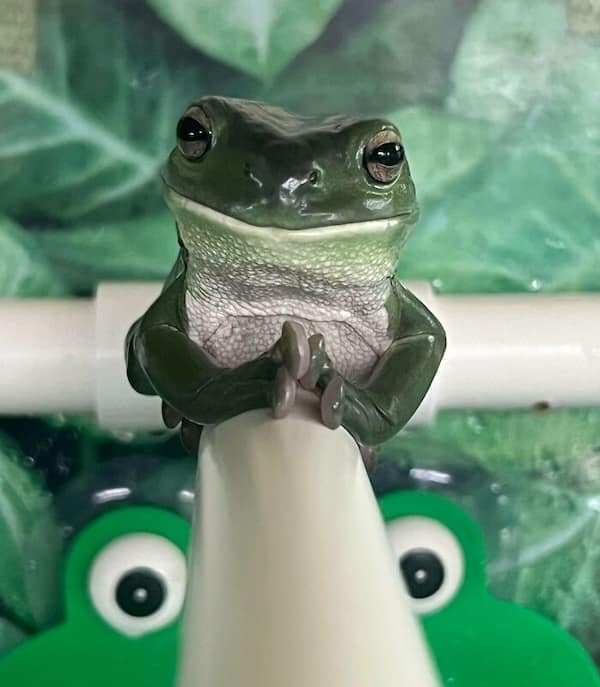 frog memes, cute frog pics, Frog photos, frog pics