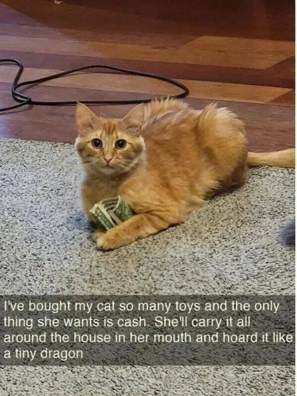 I've bought my cat so many toys and the only thing she wants is cash. She'll carry it all around the house in her mouth and hoard it like a tiny dragon