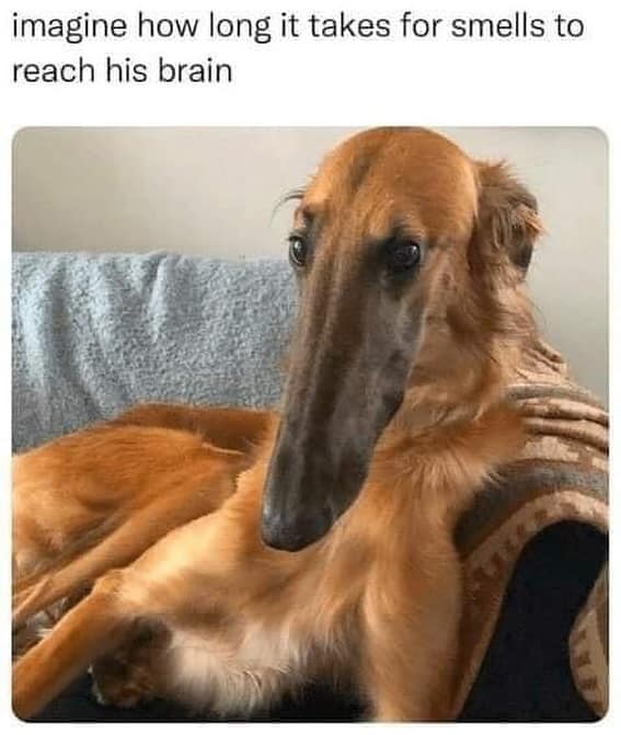 imagine how long it takes for smells to reach his brain