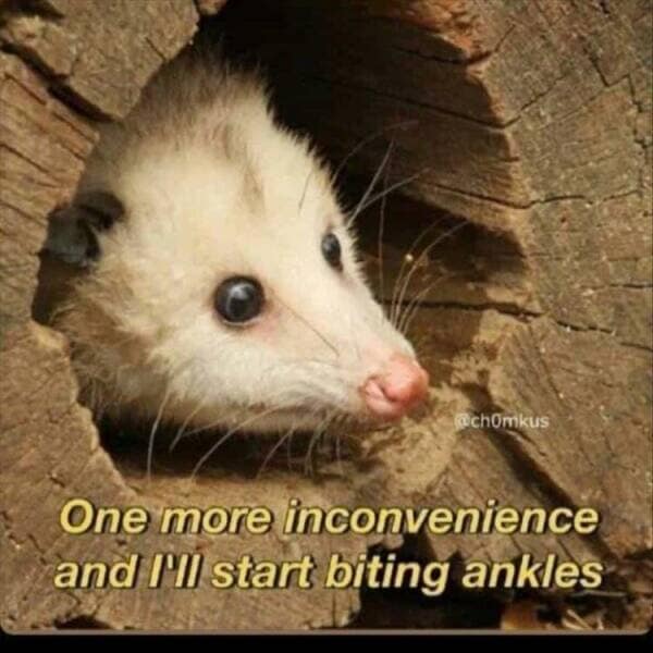 One more inconvenience and I'll start biting ankles