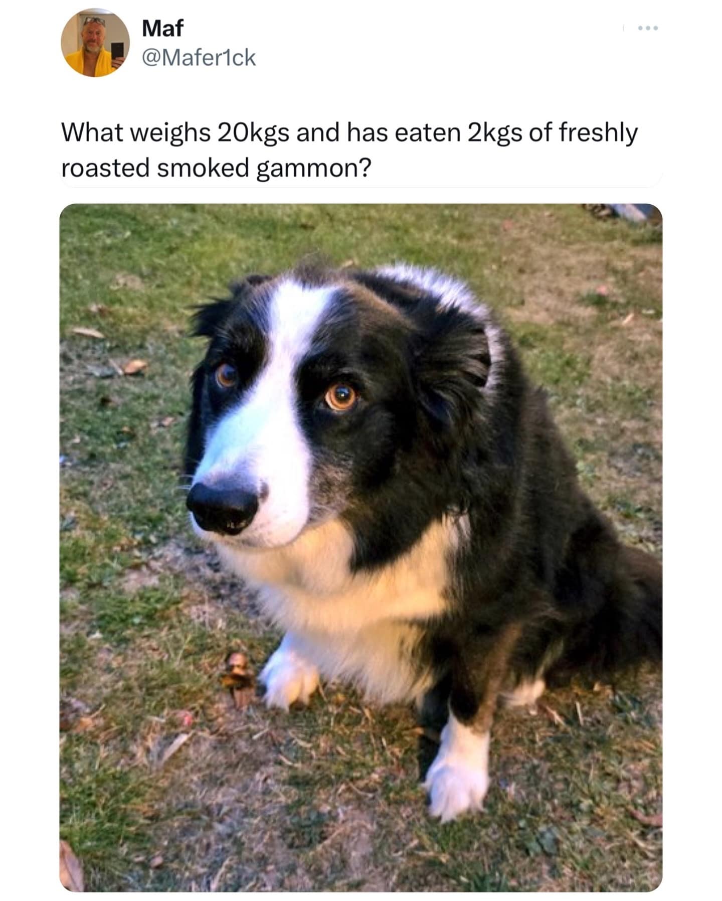 What weighs 20kgs and has eaten 2kgs of freshly roasted smoked gammon?