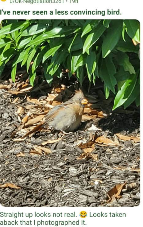 funny reddit posts, funny reddits, Hilarious Reddit content, Weird Reddit, Reddit finds