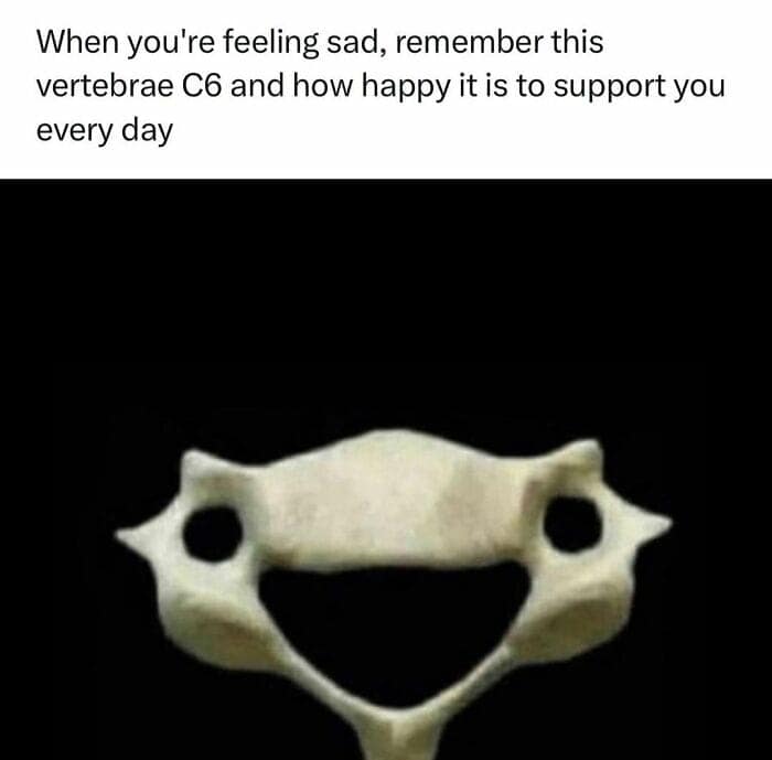 When you're feeling sad, remember this vertebrae C6 and how happy it is to support you every day
