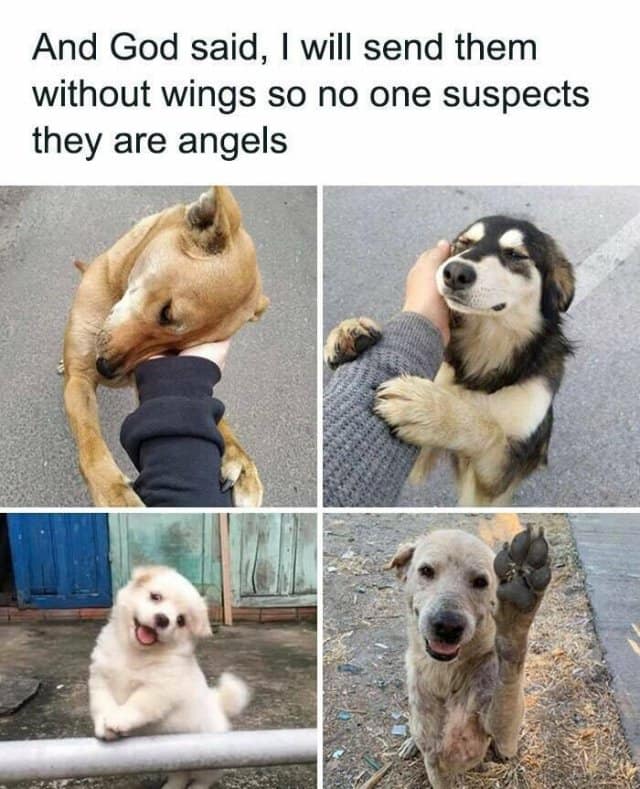 meme dump, funny memes, hilarious memes, meme collection, internet humor