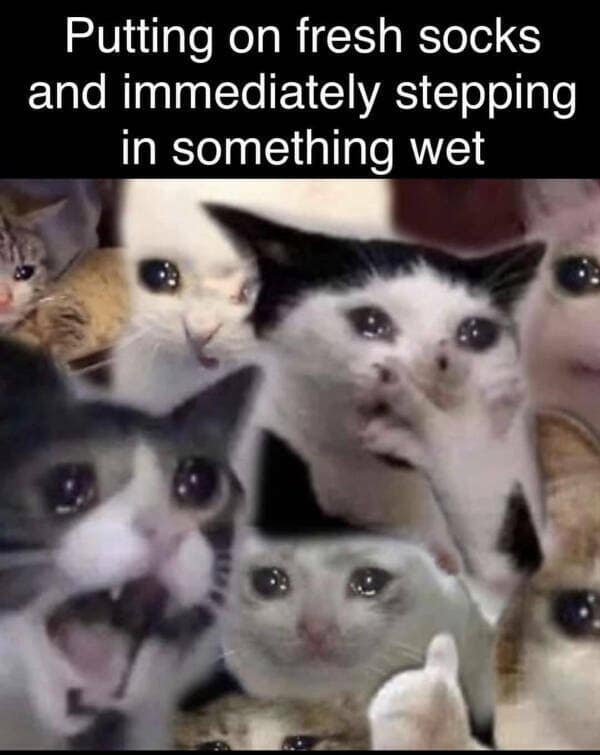 meme dump, funny memes, hilarious memes, meme collection, internet humor