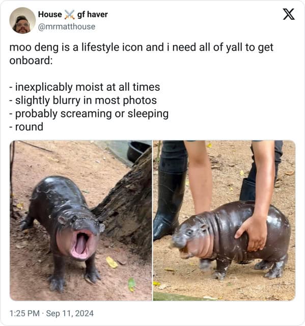 Moo deng memes, moo deng, Pygmy hippo memes