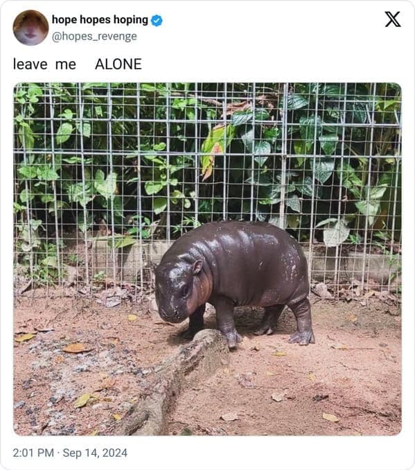 Moo deng memes, moo deng, Pygmy hippo memes