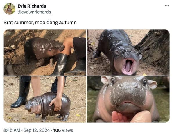 Moo deng memes, moo deng, Pygmy hippo memes