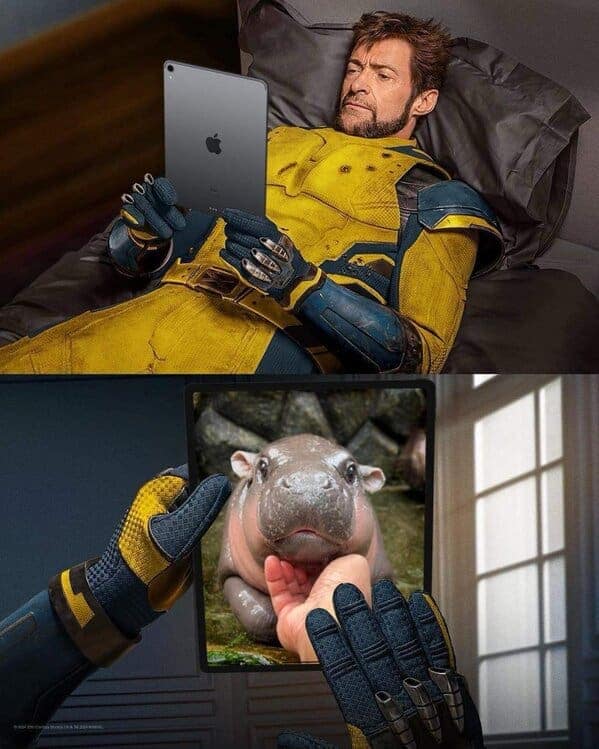 Moo deng memes, moo deng, Pygmy hippo memes