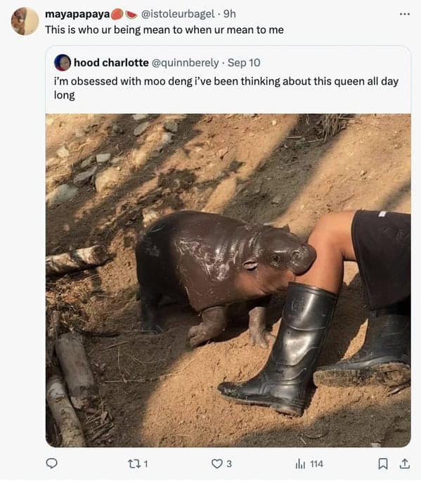 Moo deng memes, moo deng, Pygmy hippo memes