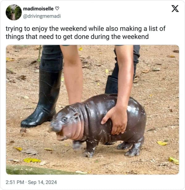 Moo deng memes, moo deng, Pygmy hippo memes