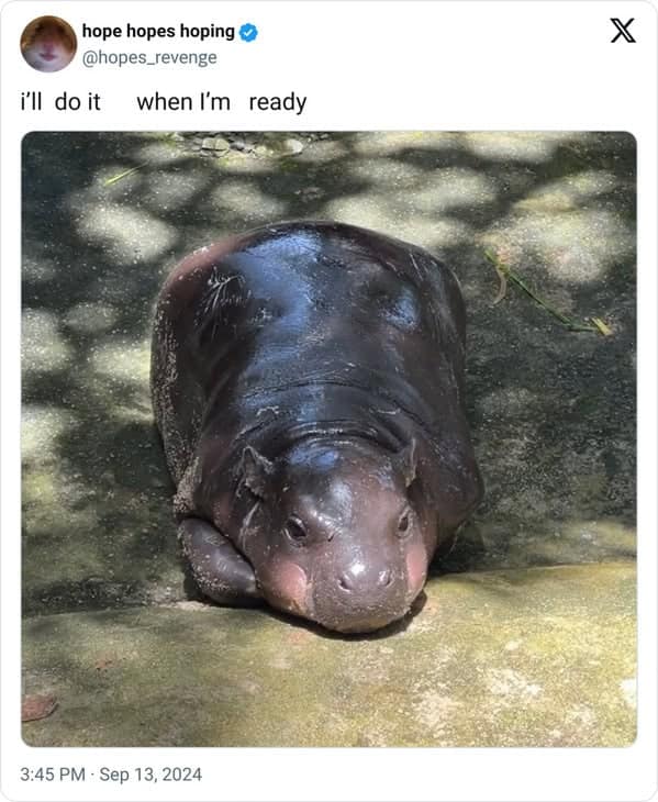 Moo deng memes, moo deng, Pygmy hippo memes