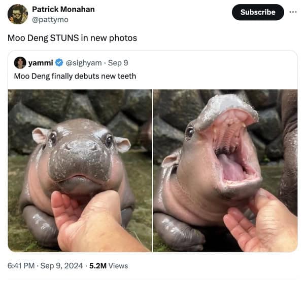Moo deng memes, moo deng, Pygmy hippo memes